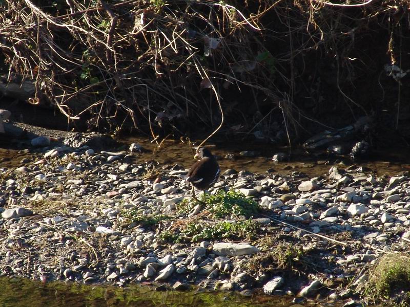 Ancora sul fiume..